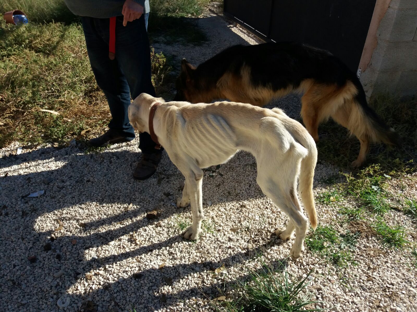 NOTA (07-11-17) - Maltrato y abandono animal FOTO2