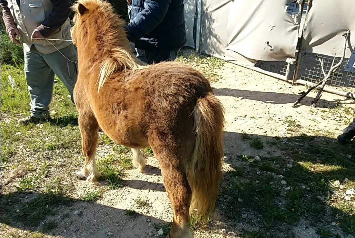 NOTA 28-03-18 - rescate pony FOTO