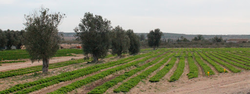 quema