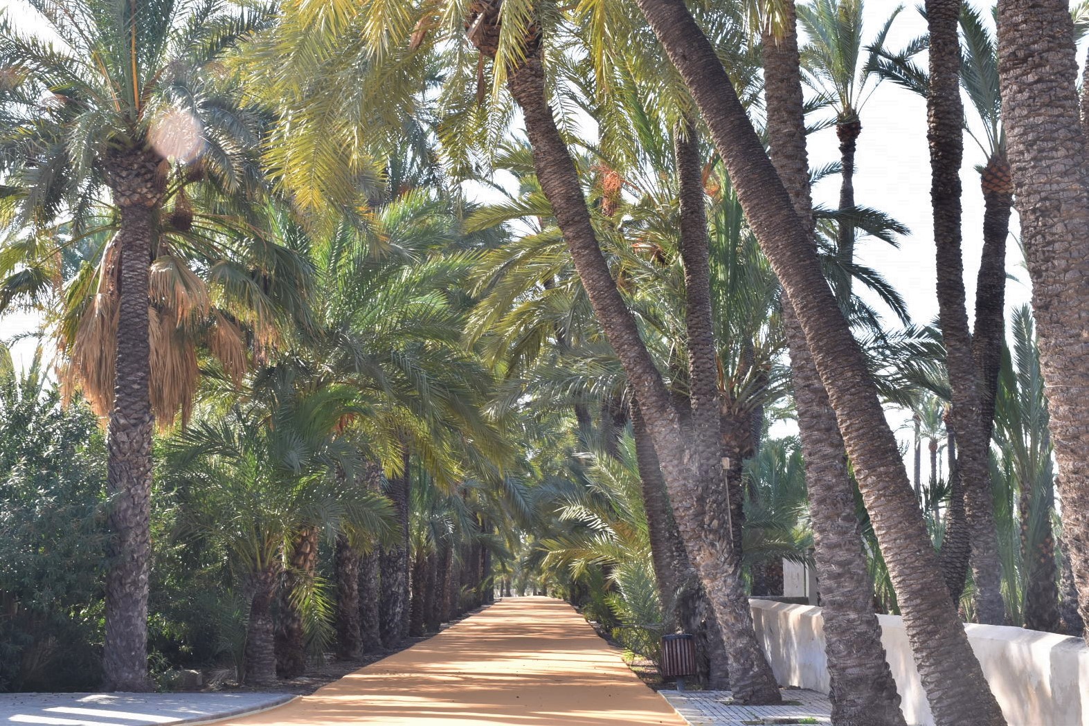 RutaPalmeral_12