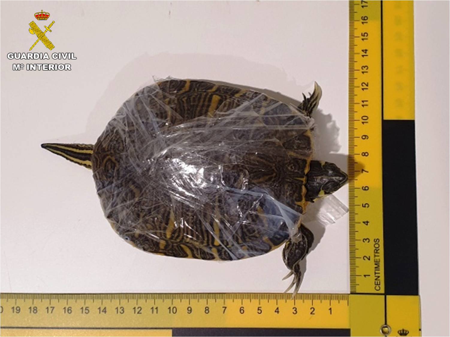 IMG-02-tortuga.jpg