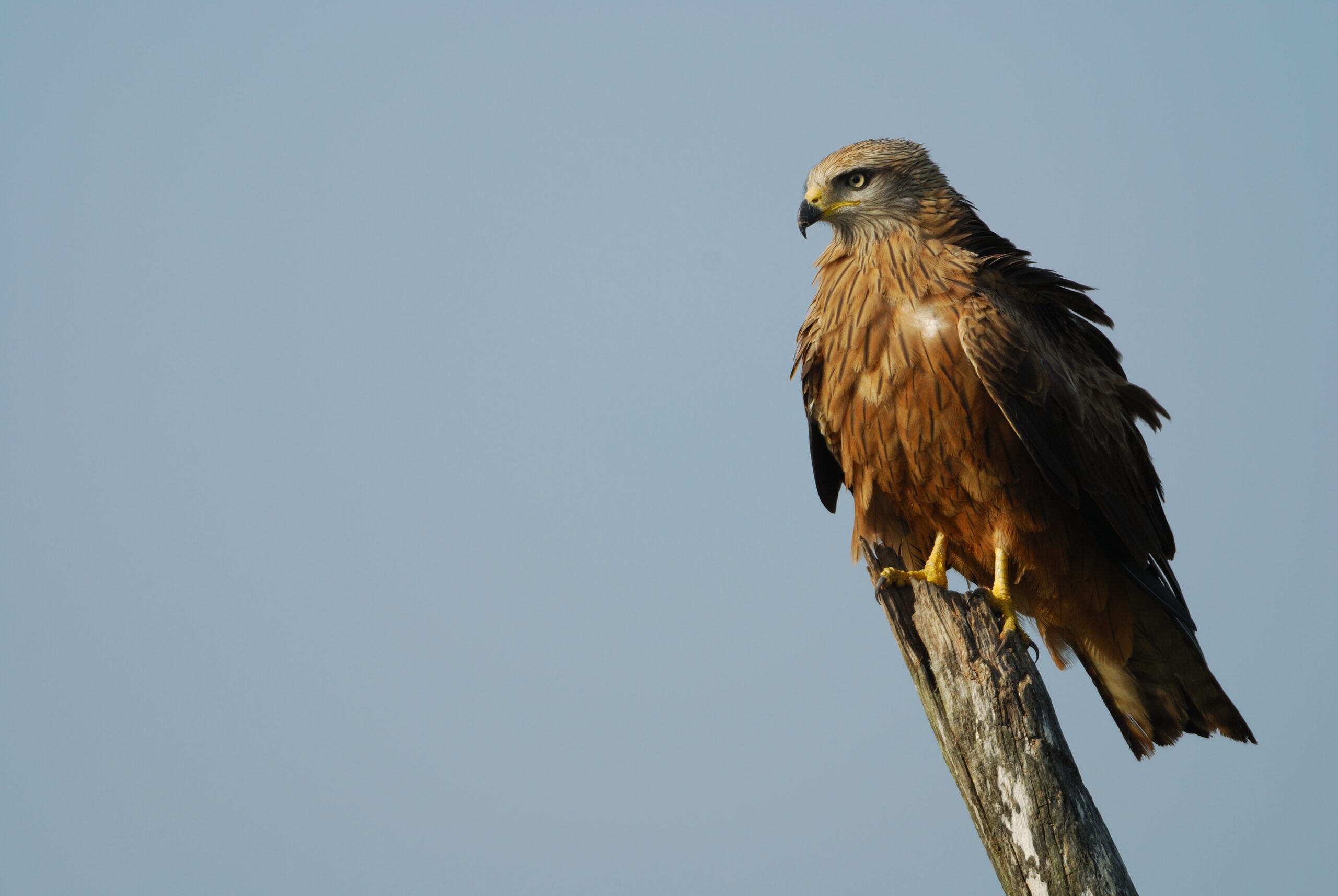 Black-kite-portrait-Credit-F.-Sergio-1