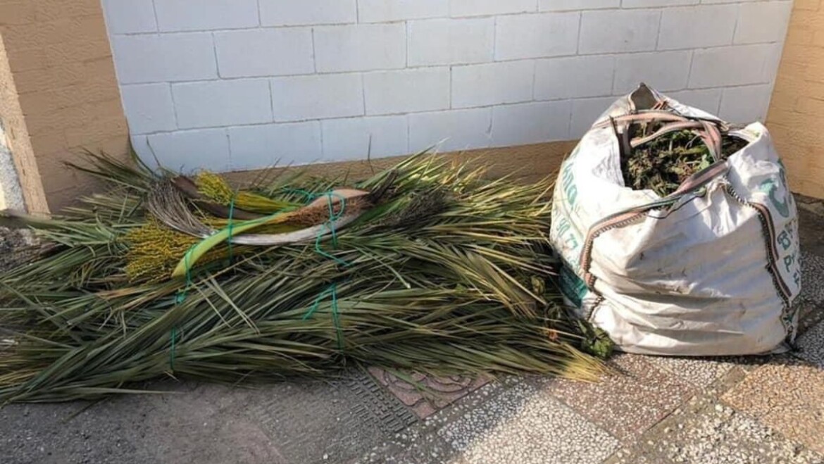 Gran-acogida-del-servicio-gratuito-de-recogida-de-poda-puerta-a-puerta-con-25-acciones-diarias-y-200.000-kilos-en-los-primeros-tres-meses-2-1170x659-1