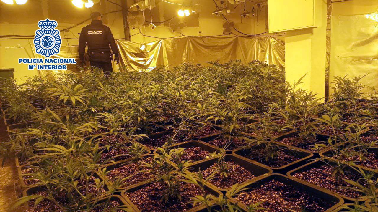 FOTO-PLANTACION