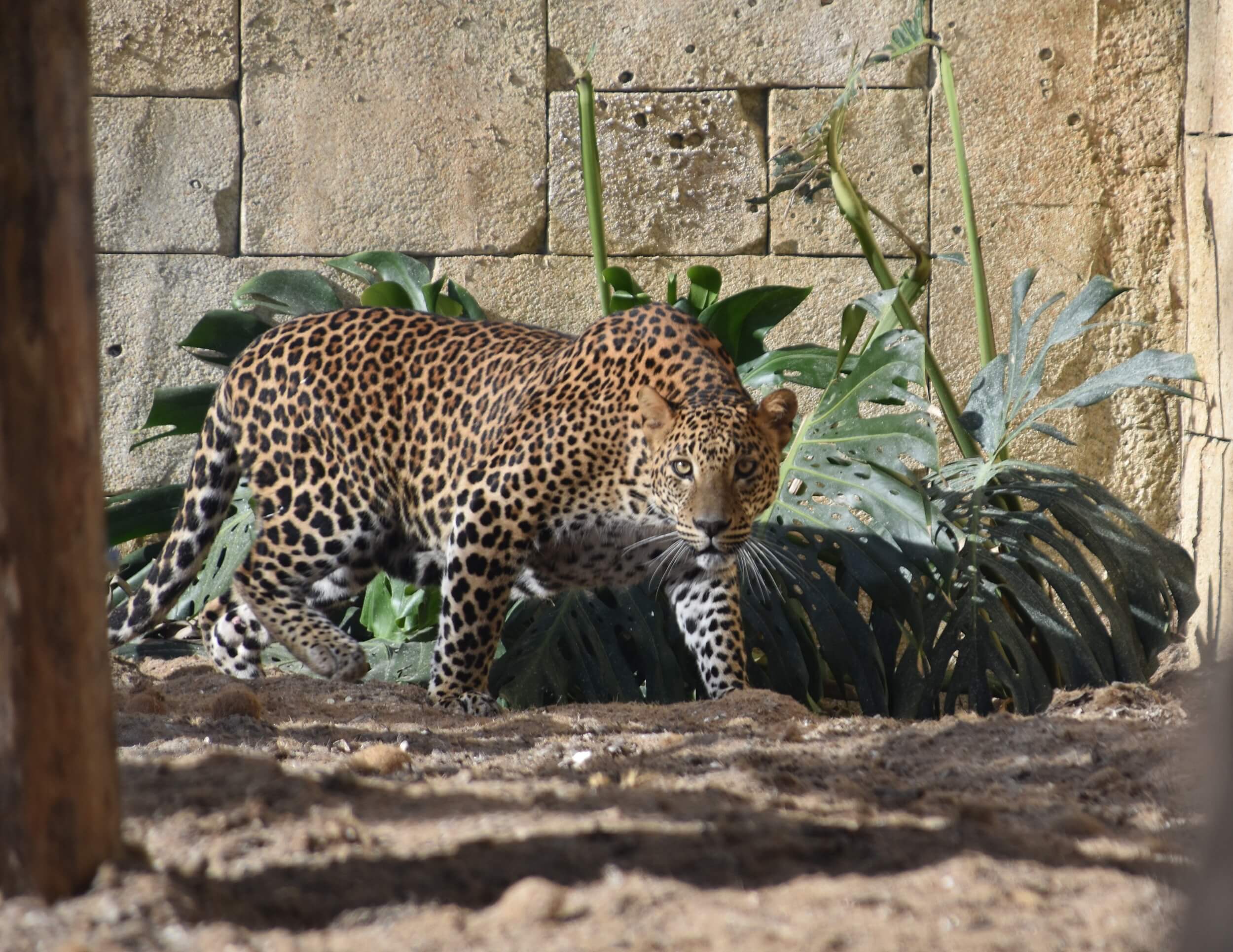 leopardo_riosafari2