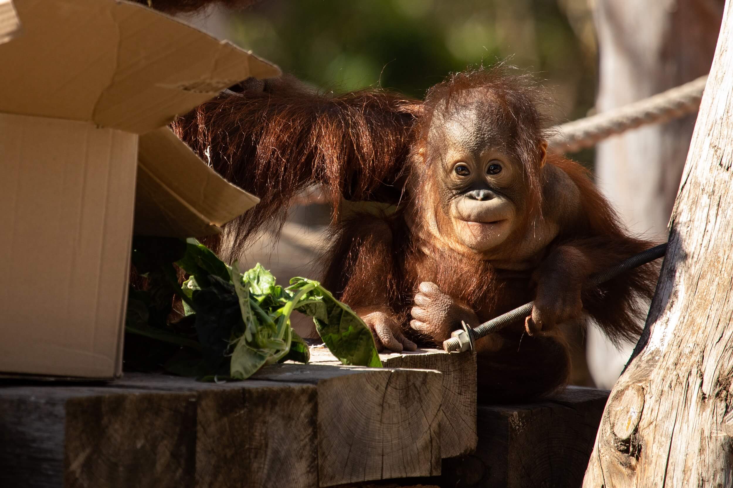 membelai_orangutan_
