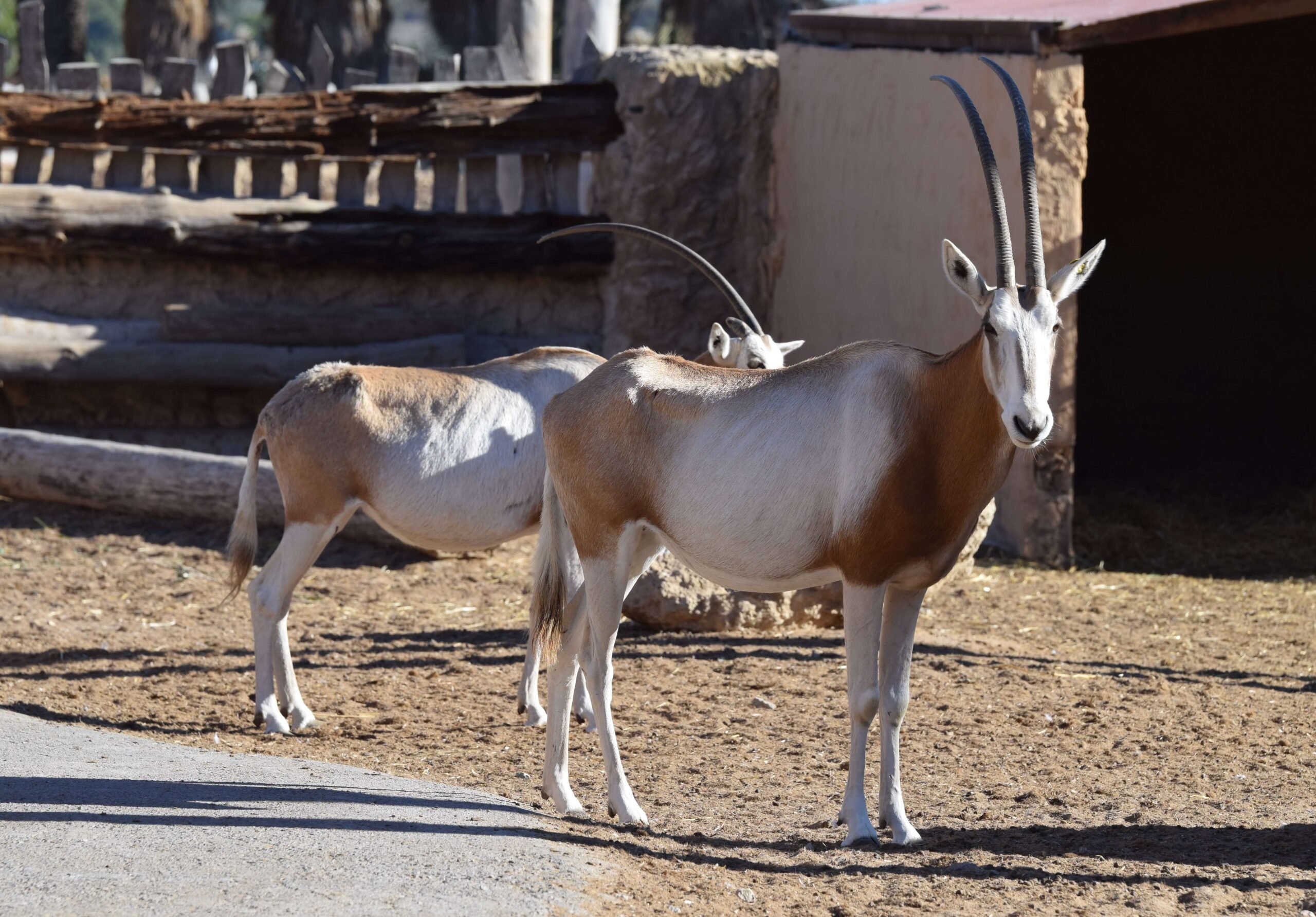 oryx-cimitarra-rio-safari