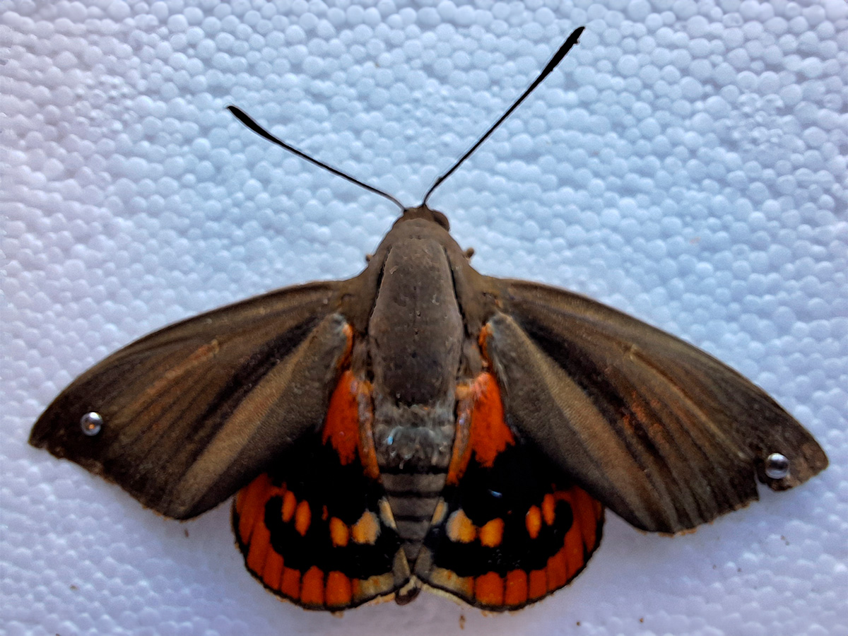 (Principal) Mariposa palmera