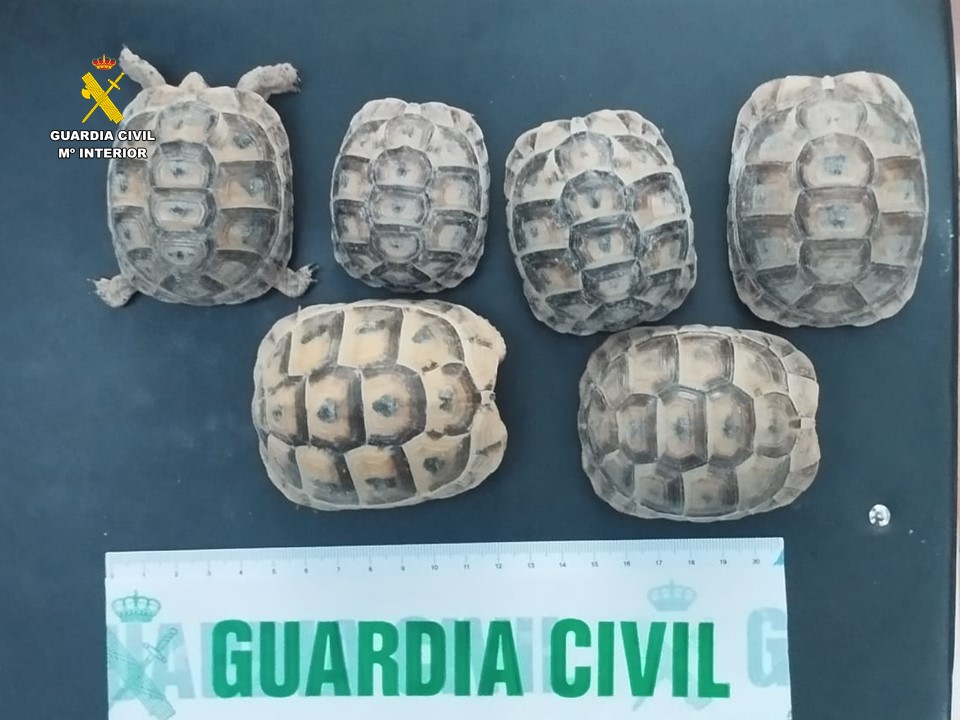 edit tortugas intervenidas SEPRONA ALICANTE (2)