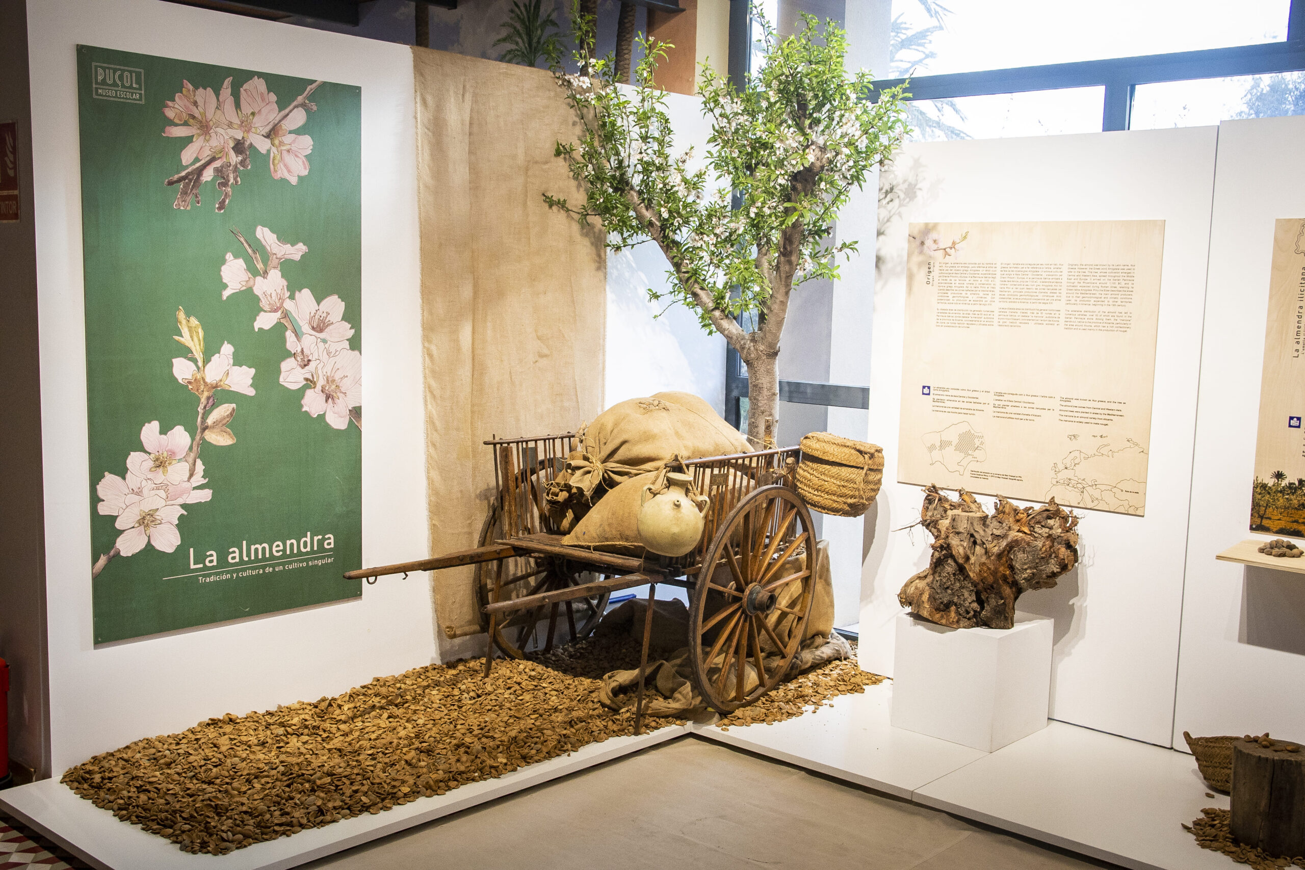 expo almendra (5)