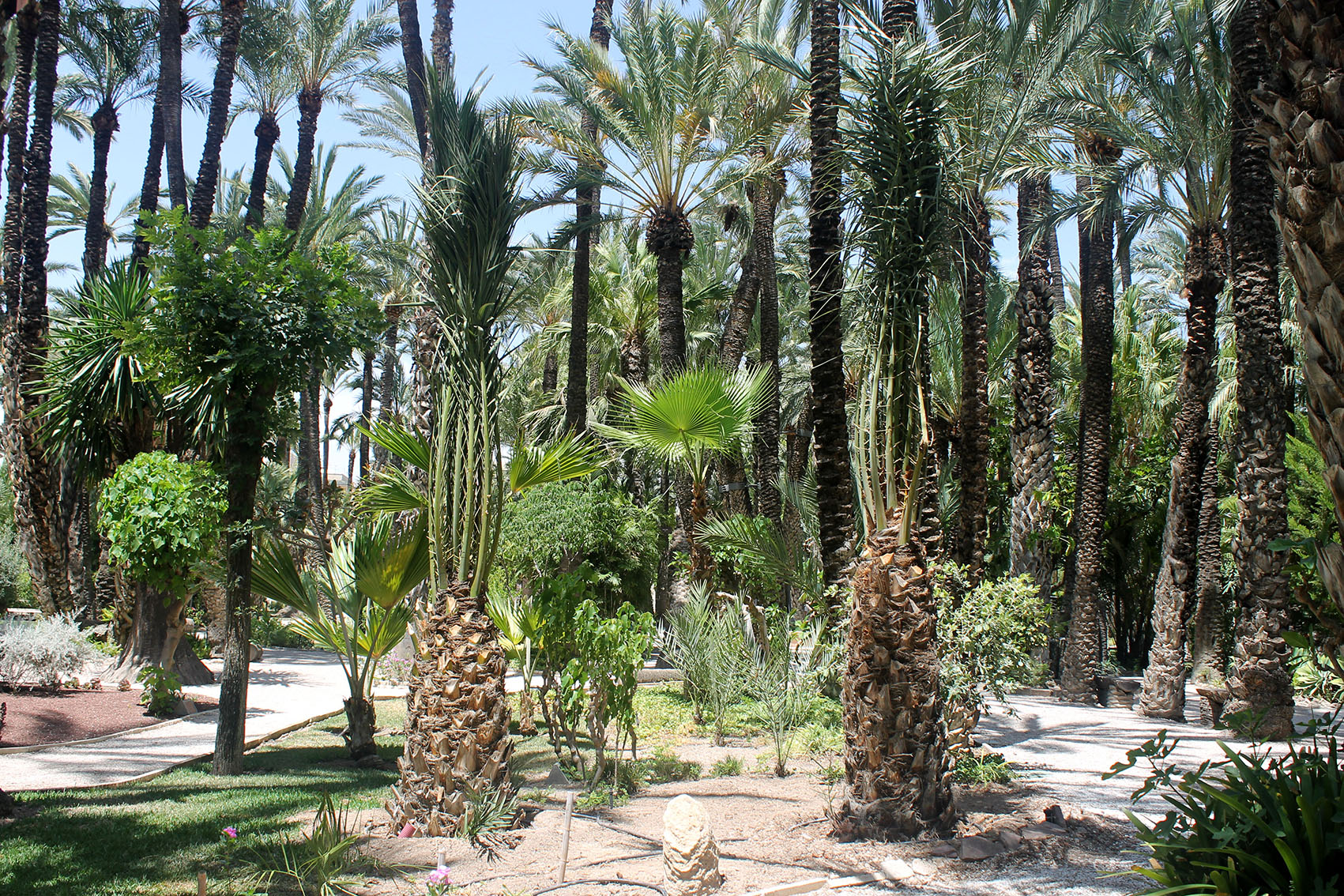 nuevas_phoenix_huertodelcura_00003