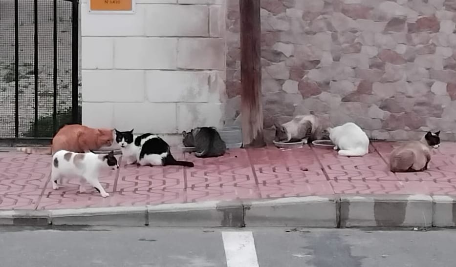 colonia felina